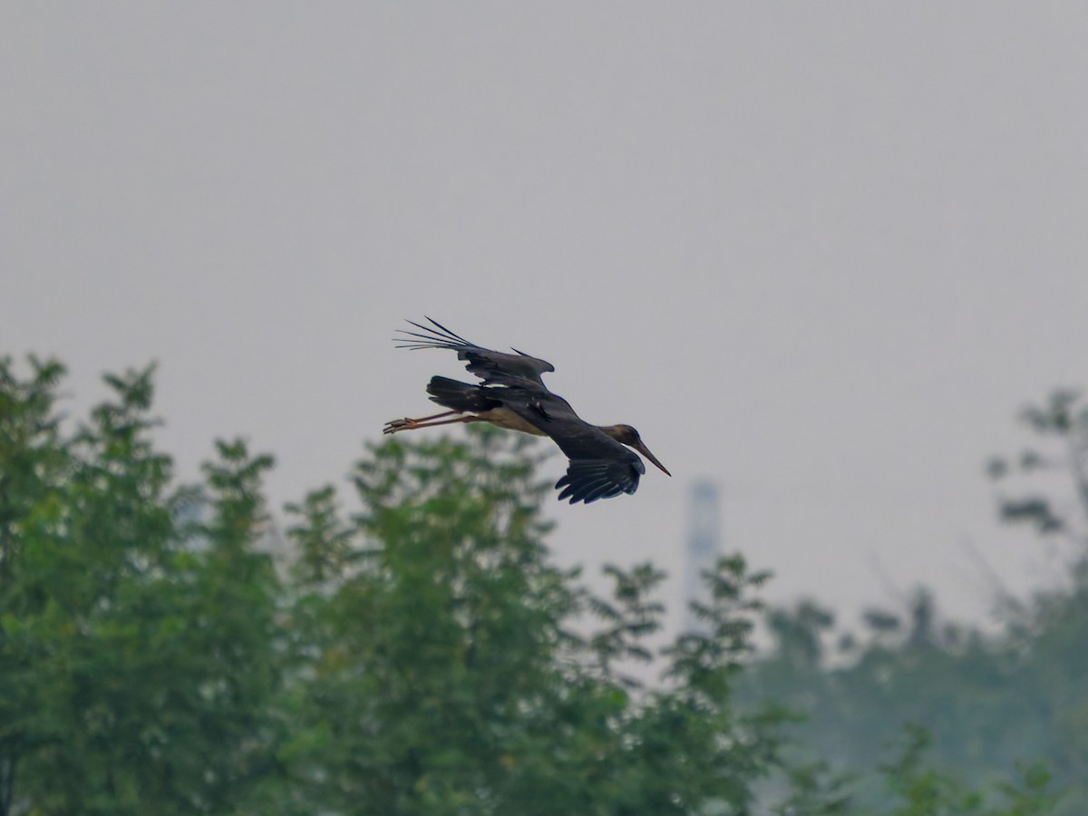 Black Stork - ML644644995