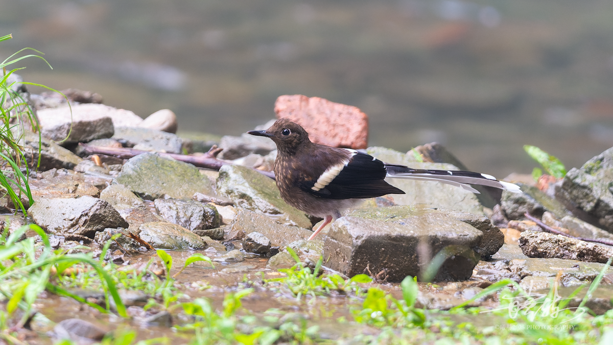 White-crowned Forktail - ML644644996