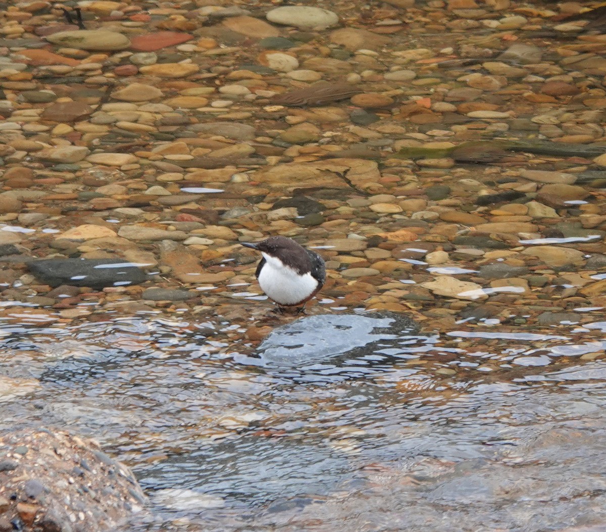 Пронурок біловолий - ML644645006