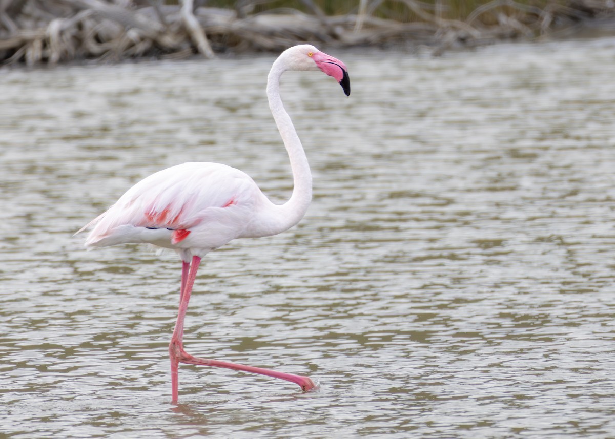 פלמינגו גדול - ML644645013