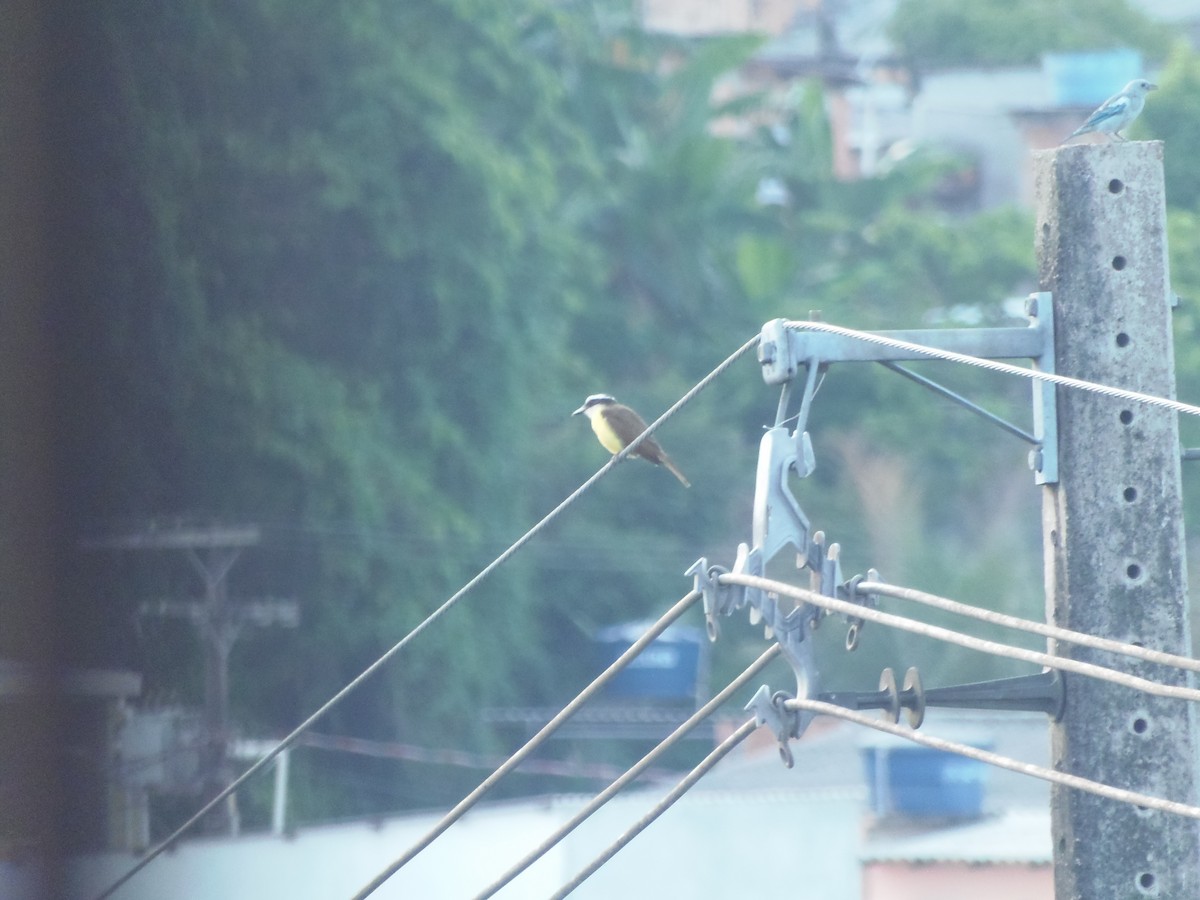 Great Kiskadee - ML644645021