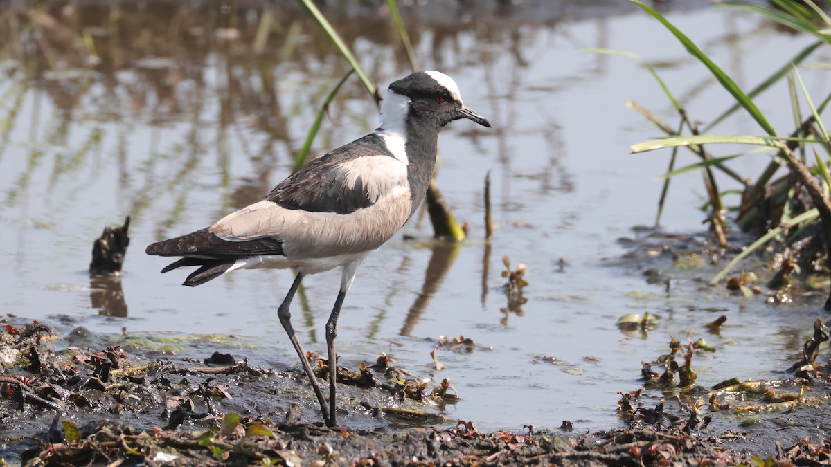 Blacksmith Lapwing - ML644645023
