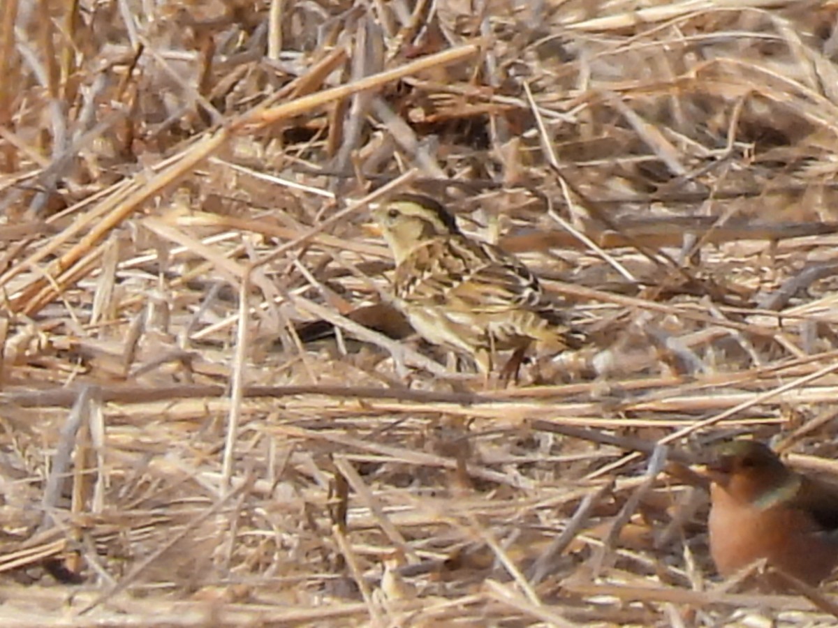 イワスズメ - ML644645027