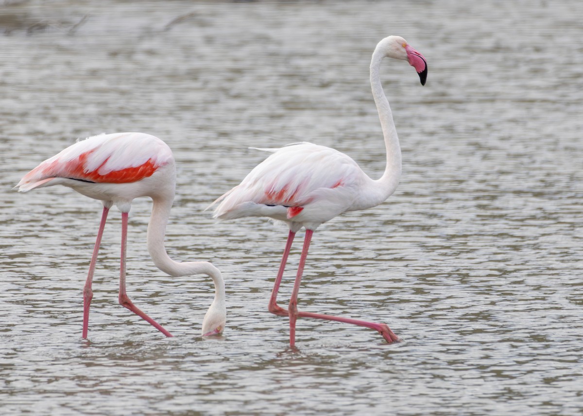 פלמינגו גדול - ML644645028