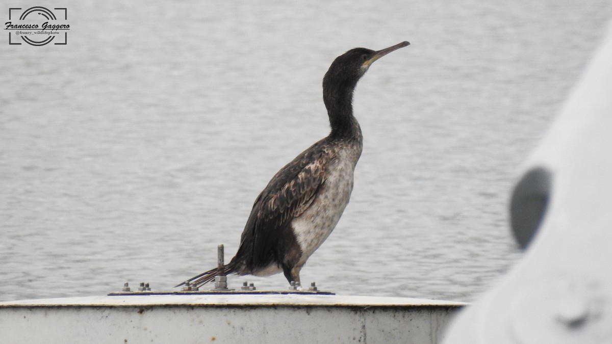 ヨーロッパヒメウ - ML644645029