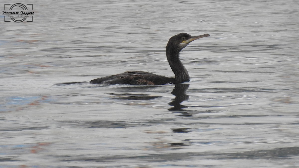 ヨーロッパヒメウ - ML644645030