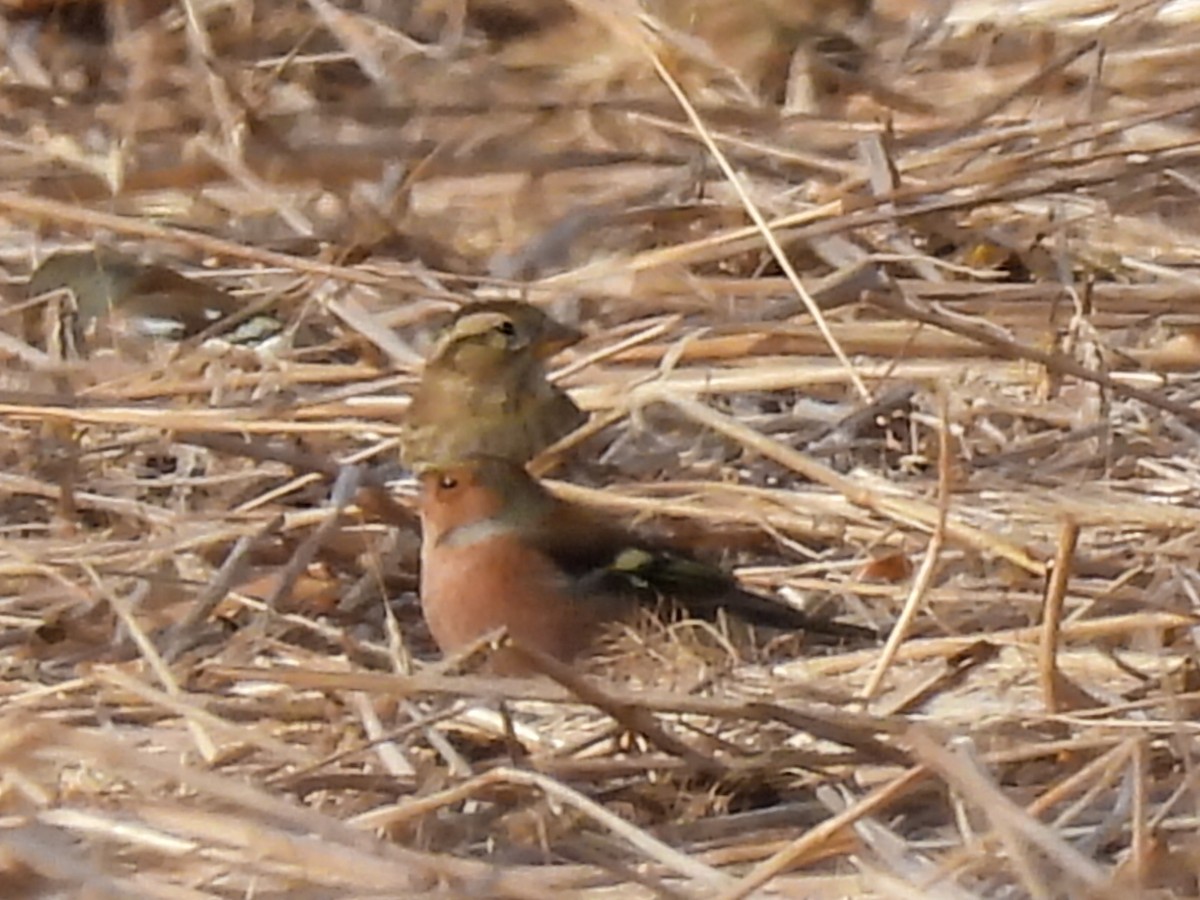 イワスズメ - ML644645034