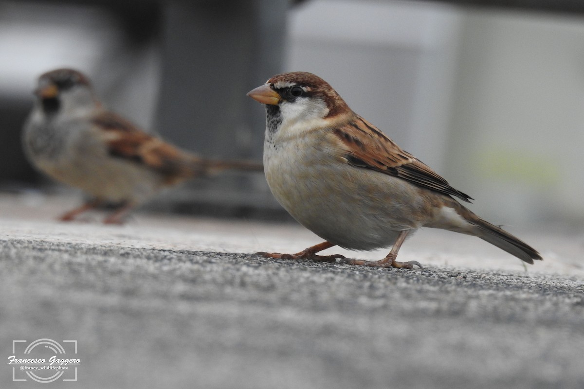 İtalyan Serçesi - ML644645044