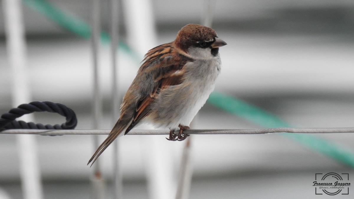 İtalyan Serçesi - ML644645045