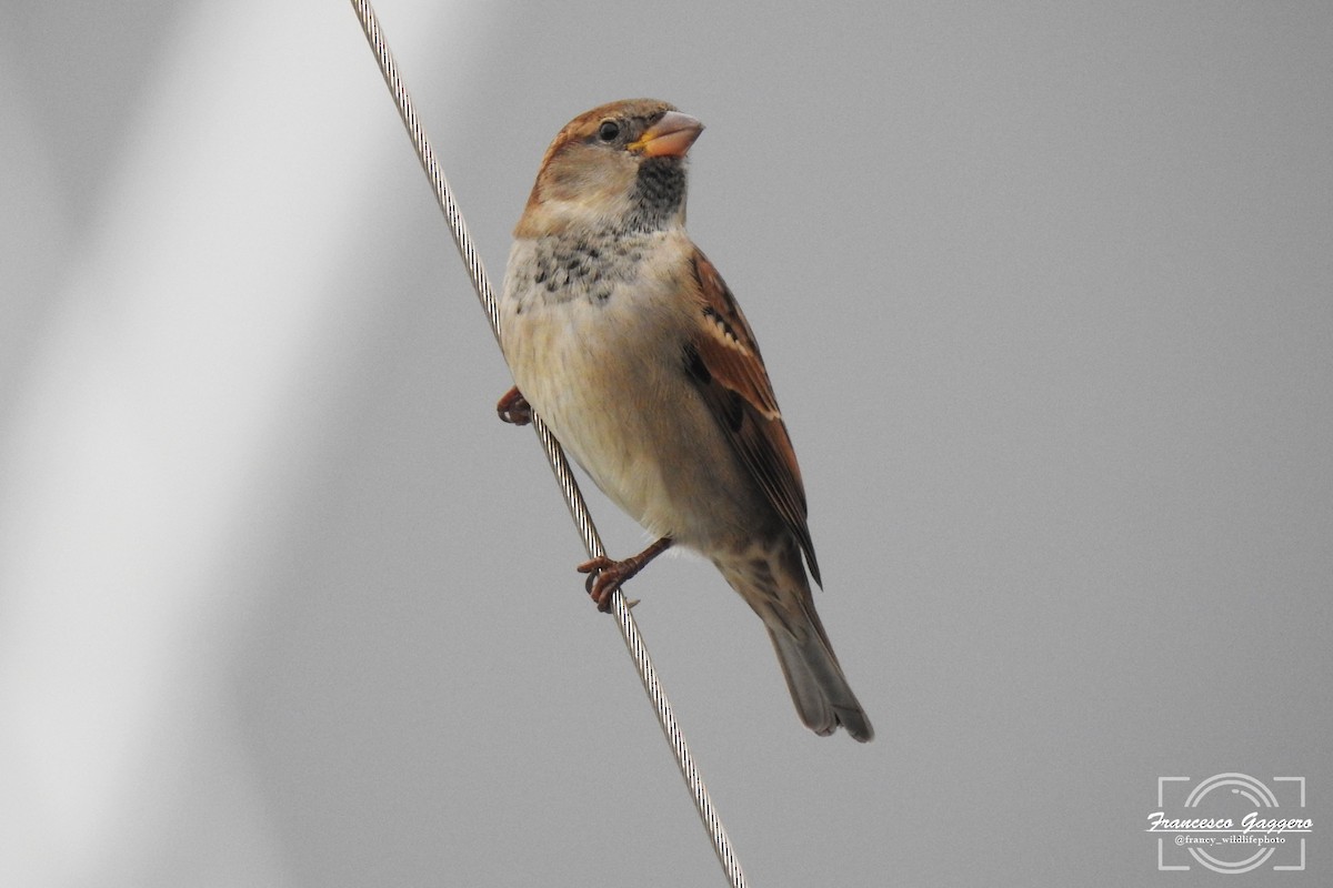 İtalyan Serçesi - ML644645046