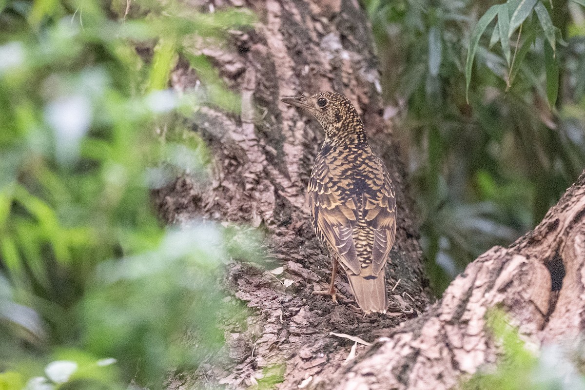 Квічаль тайговий - ML644645050