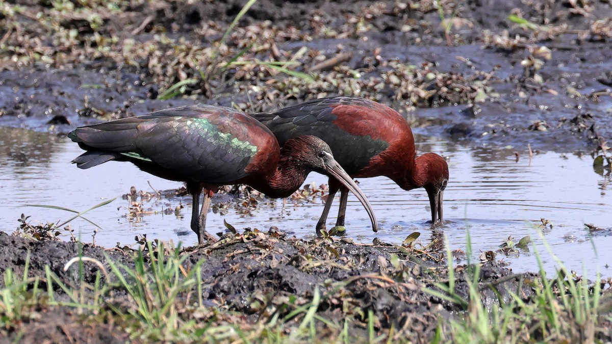 Glossy Ibis - ML644645058