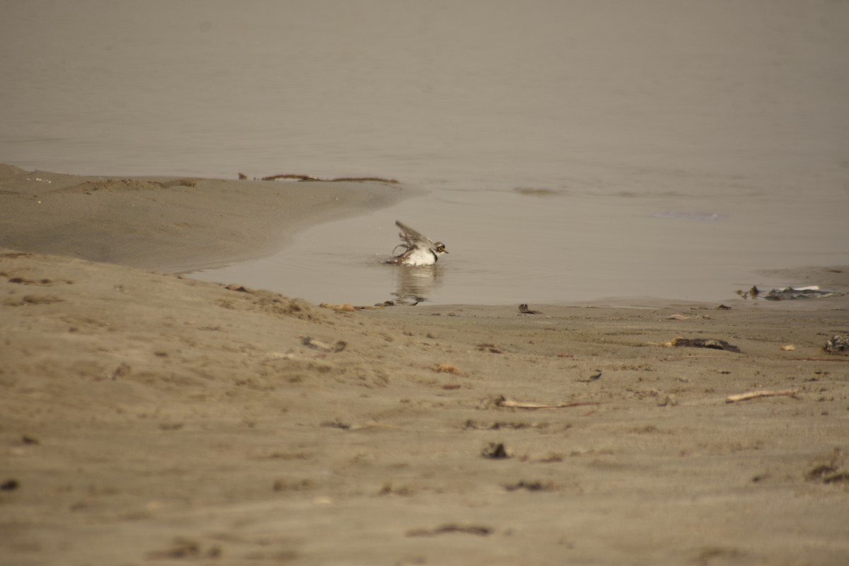 Little Ringed Plover - ML644645060