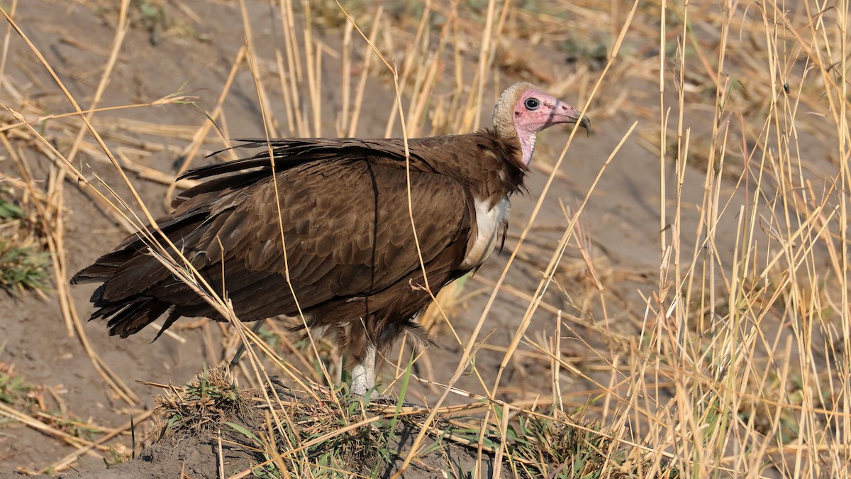 Hooded Vulture - ML644645066