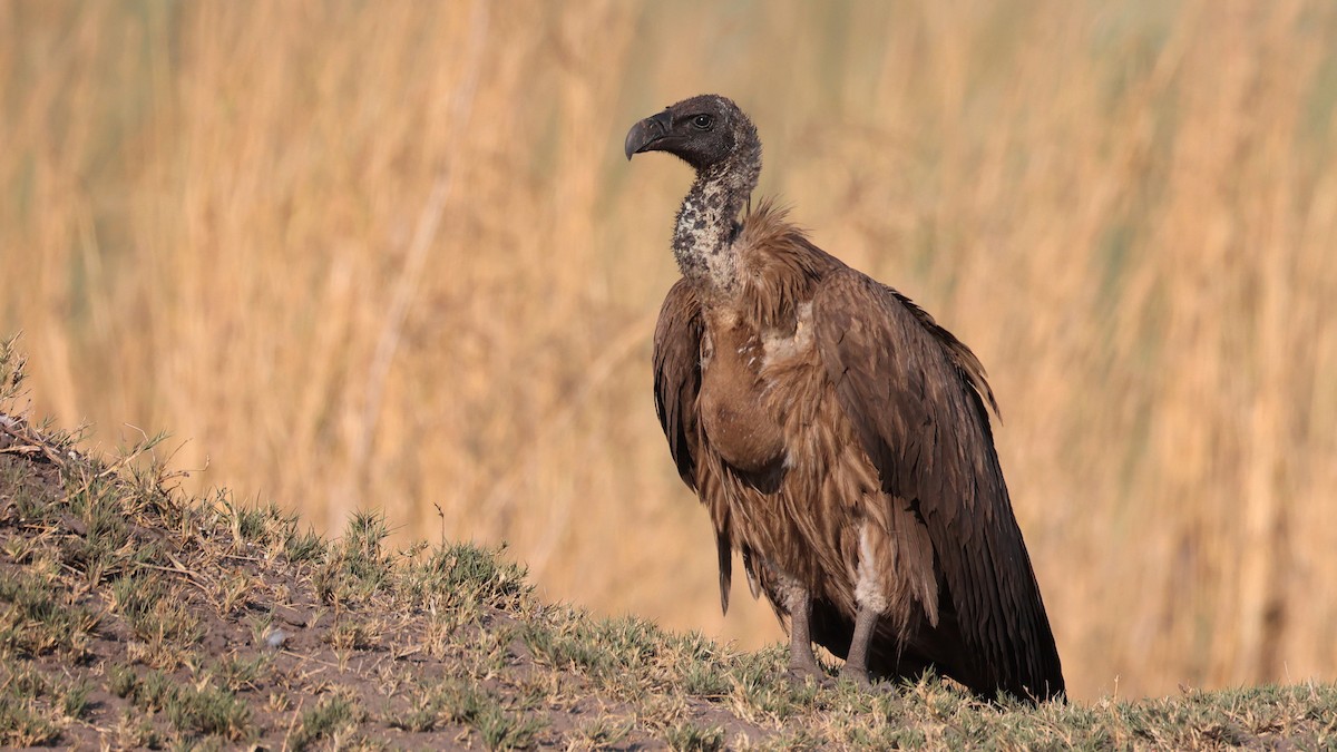 White-backed Vulture - ML644645073