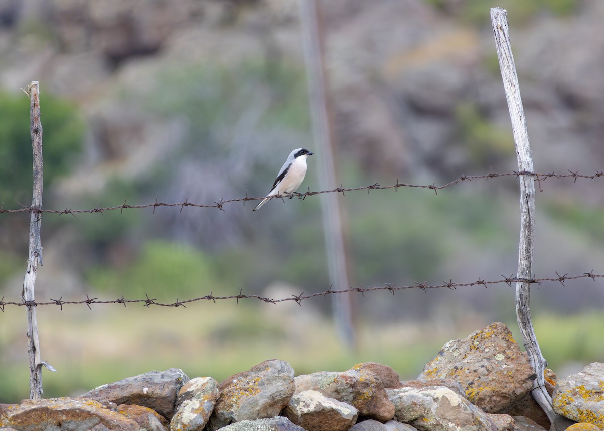 Lesser Gray Shrike - ML644645082