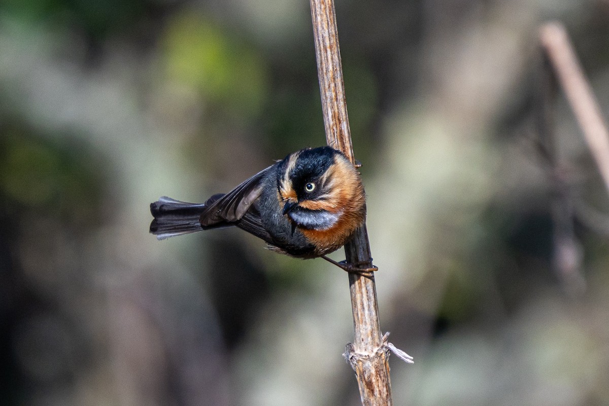 ruststjertmeis - ML644645086