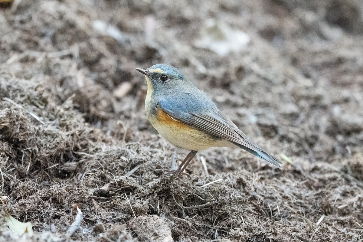 Red-flanked Bluetail - Nebliss eBirder