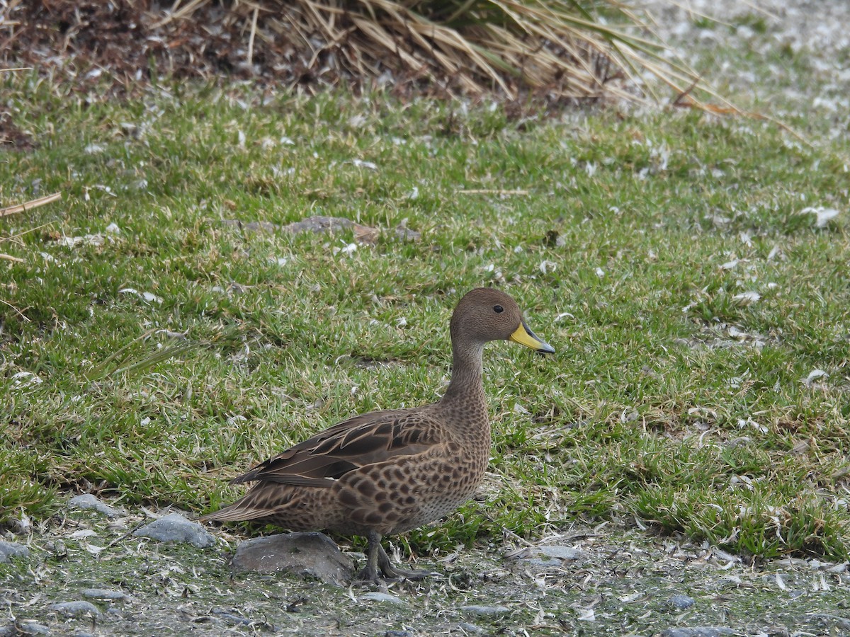 Yellow-billed Pintail - ML644645100