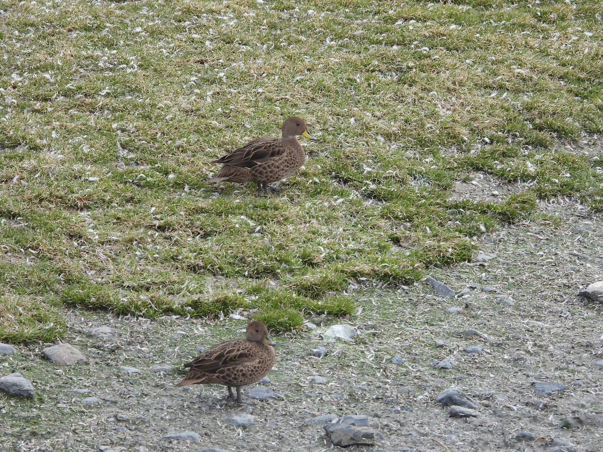 Yellow-billed Pintail - ML644645101