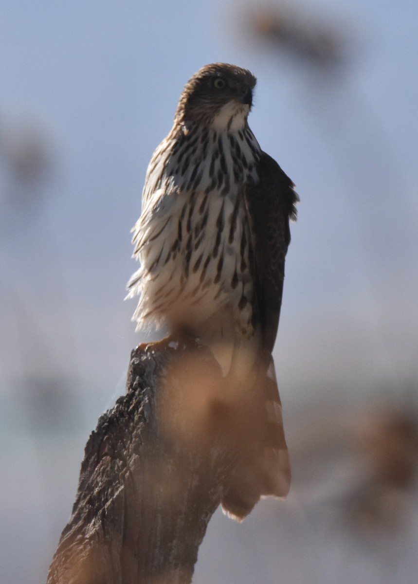 Cooper's Hawk - ML644645102