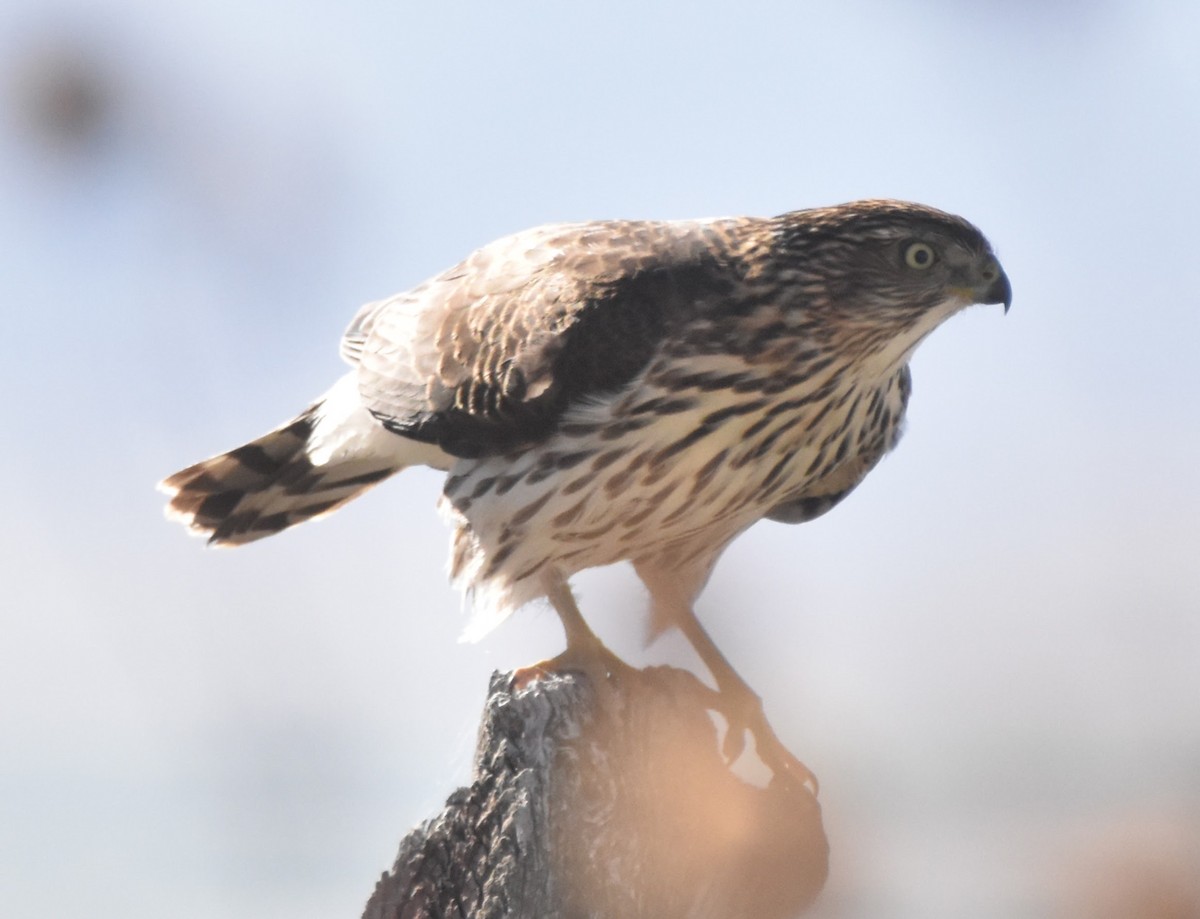 Cooper's Hawk - ML644645103