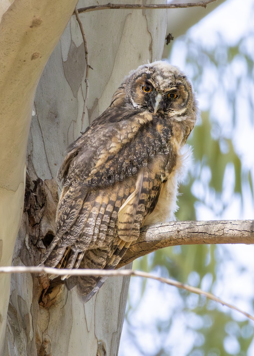 ינשוף עצים - ML644645104