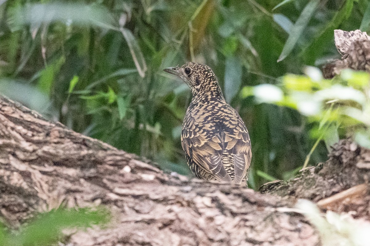 Квічаль тайговий - ML644645106
