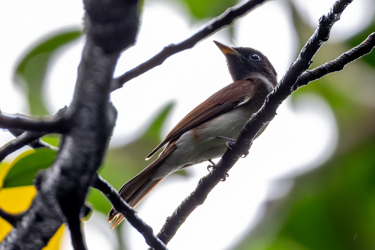 Black Paradise-Flycatcher - ML644645112
