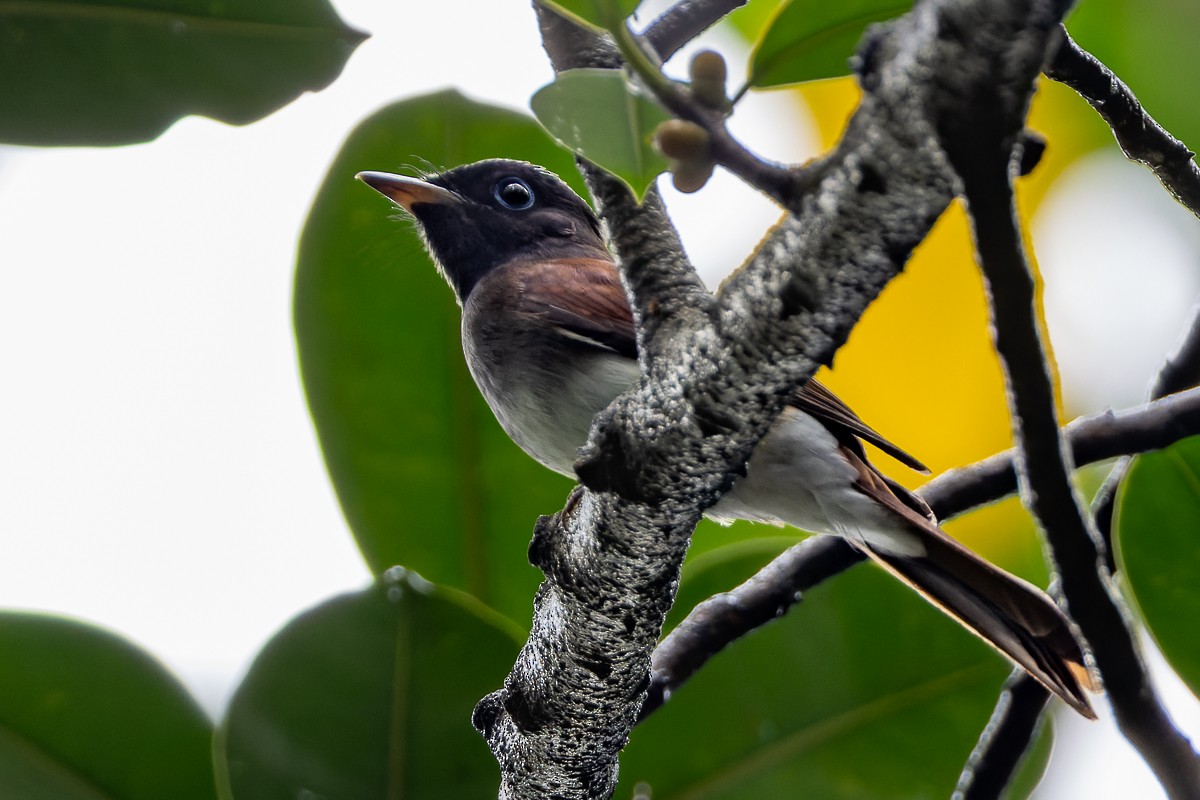 Black Paradise-Flycatcher - ML644645114