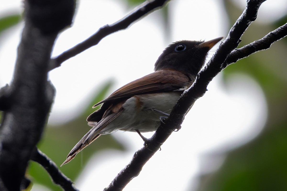 Black Paradise-Flycatcher - ML644645115