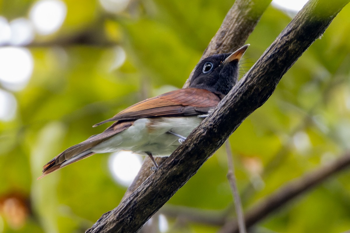 Black Paradise-Flycatcher - ML644645116