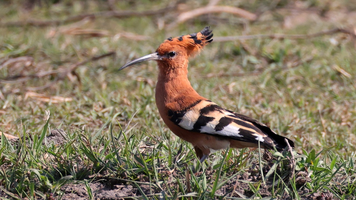 Common Hoopoe - ML644645121