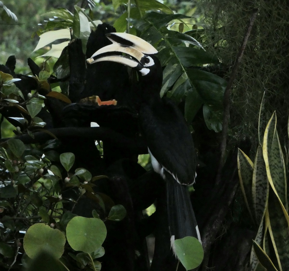 キタカササギサイチョウ - ML644645123