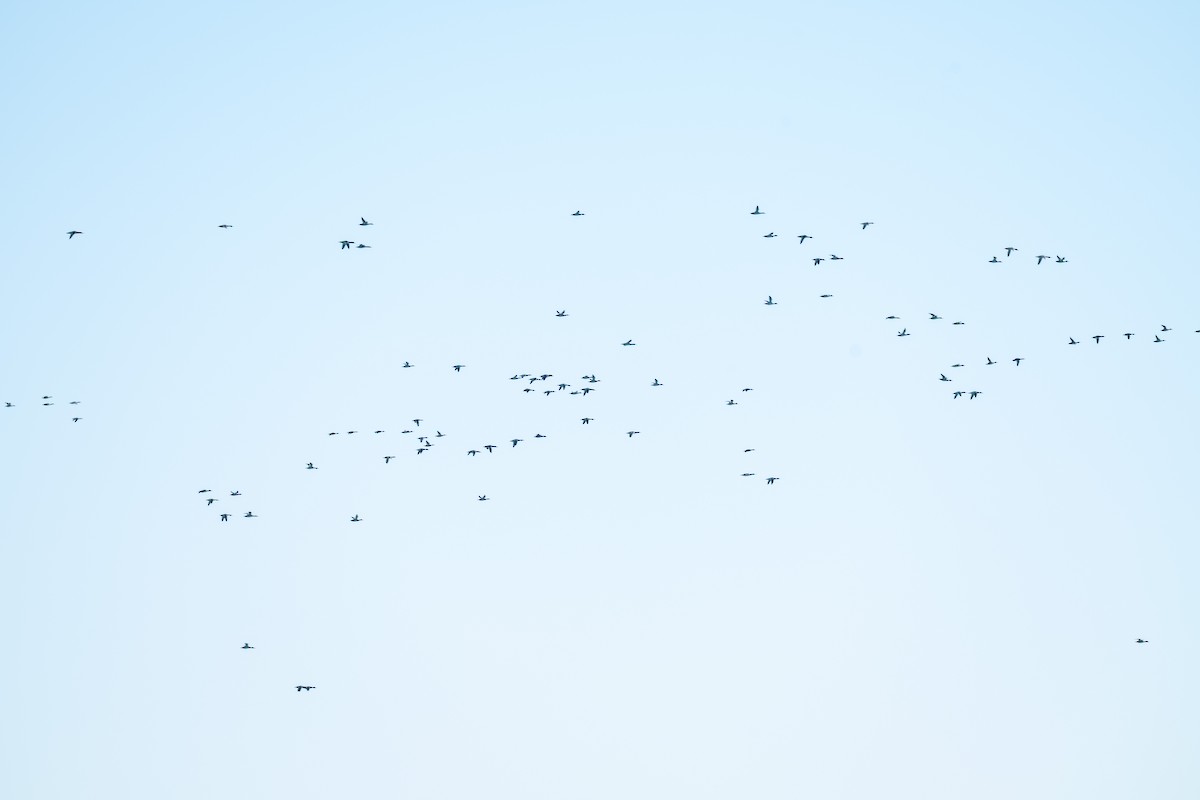 morčák prostřední - ML644645124