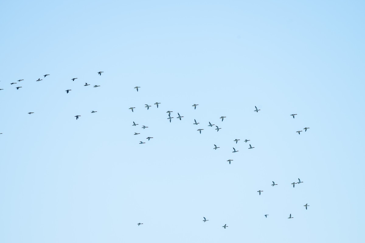 morčák prostřední - ML644645125