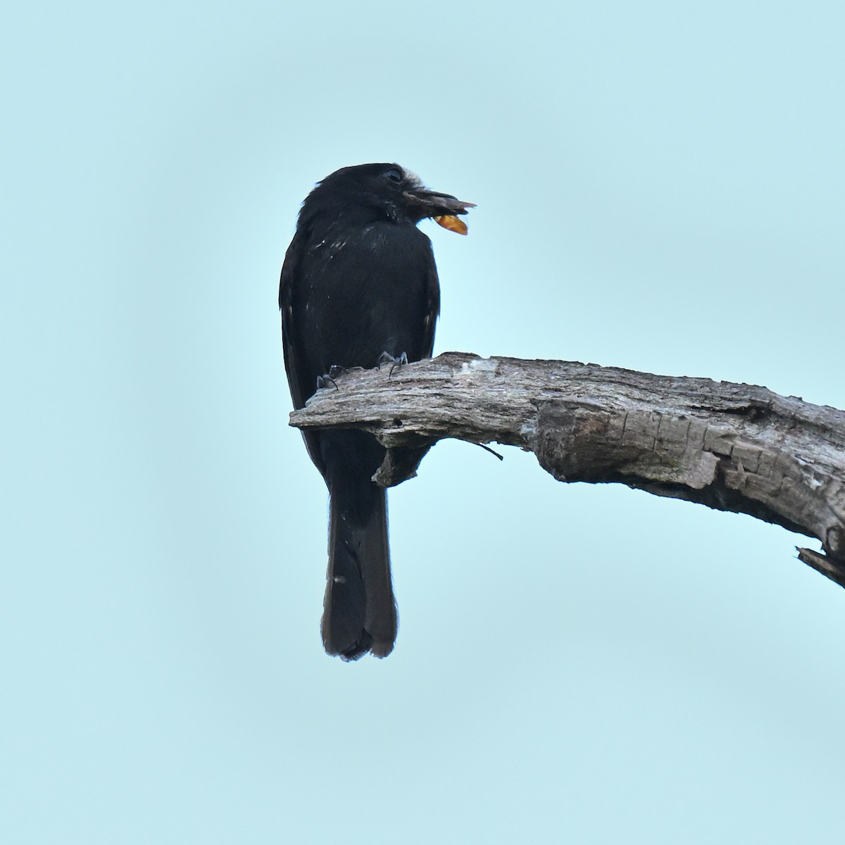 Long-tailed Tyrant - ML644645128