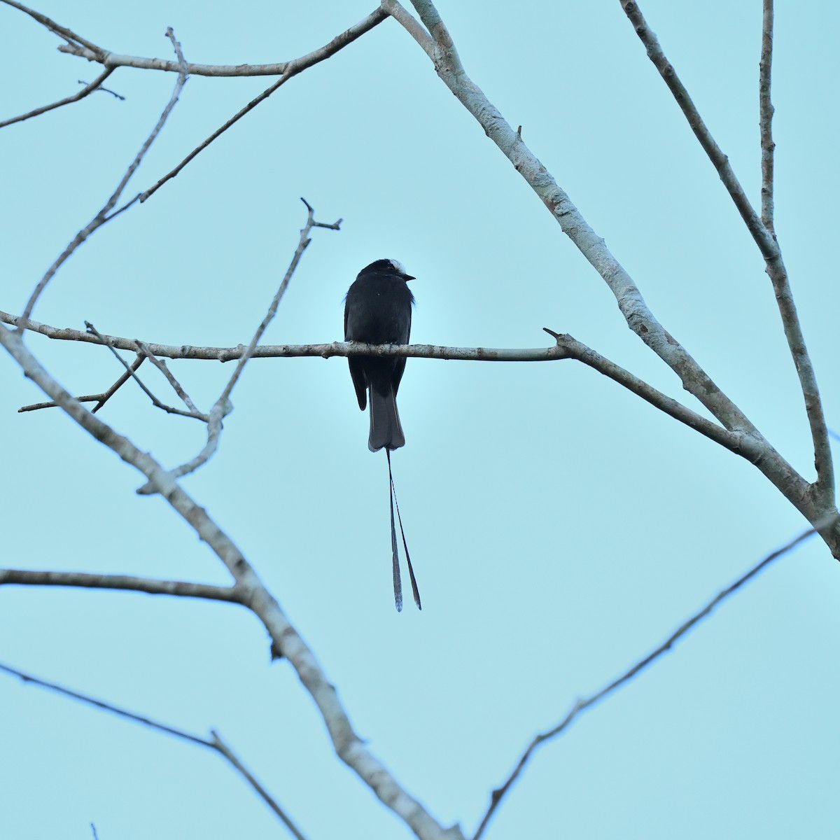 Long-tailed Tyrant - ML644645129