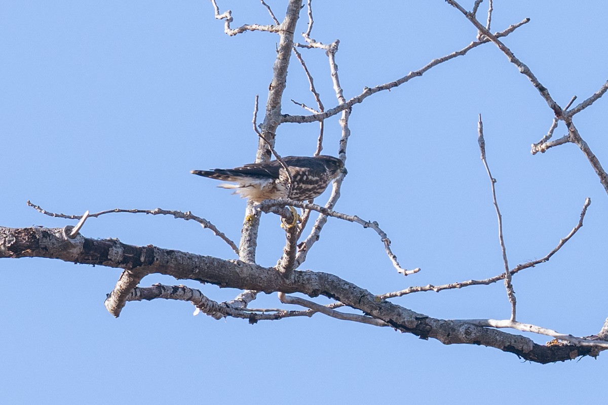 dřemlík tundrový - ML644645131