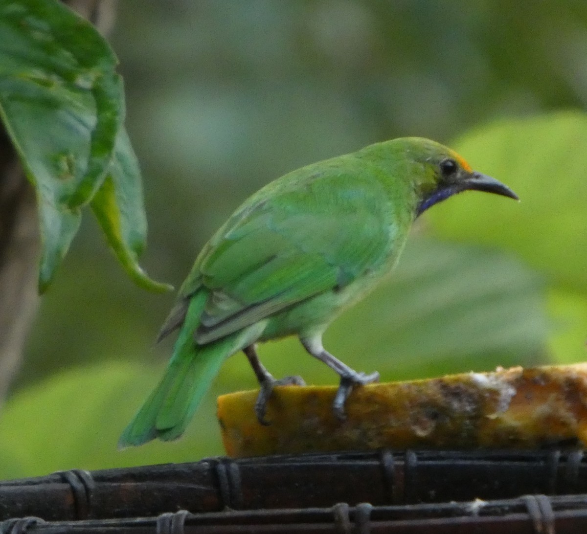 gyllenpannebladfugl - ML644645135