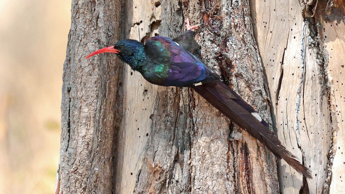 Green Woodhoopoe - ML644645137