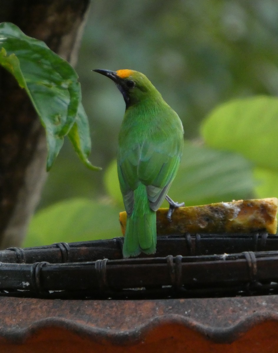 gyllenpannebladfugl - ML644645143