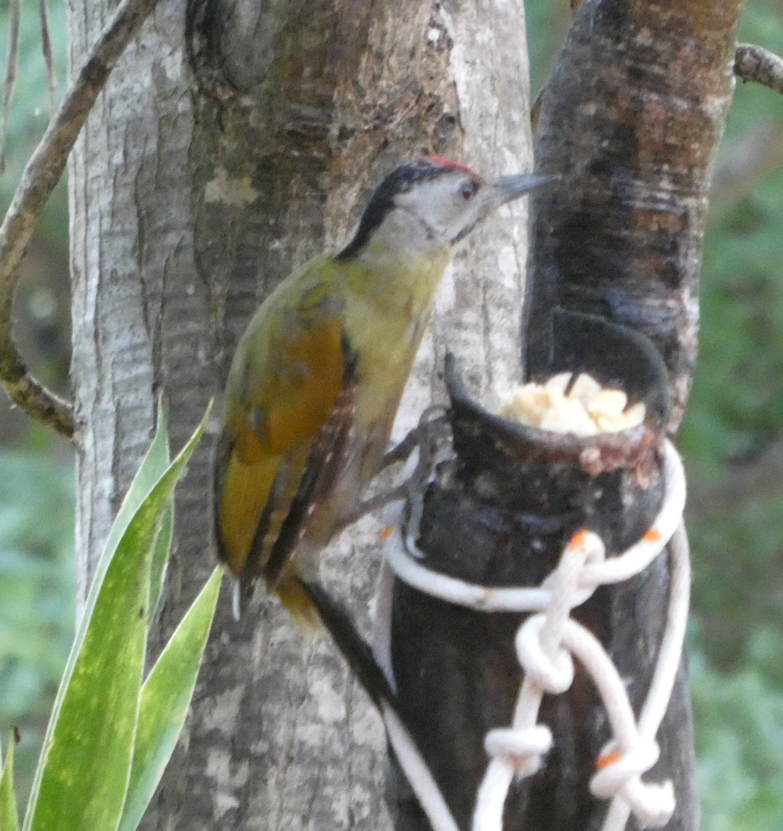 Жовна сива - ML644645150