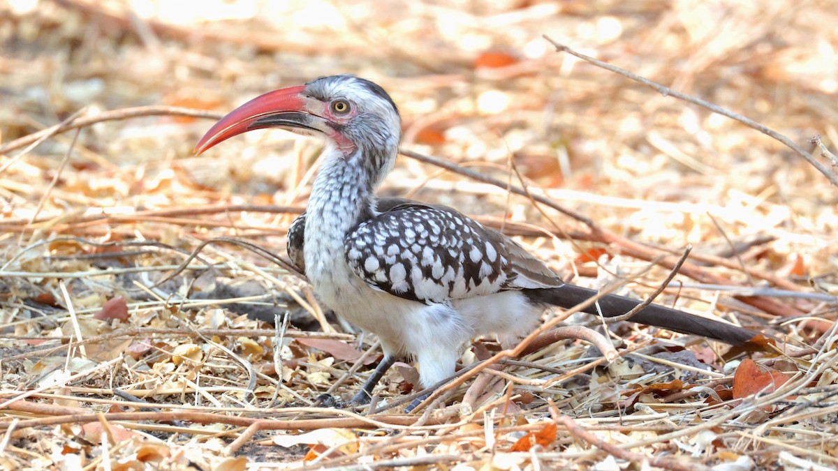 Southern Red-billed Hornbill - ML644645151