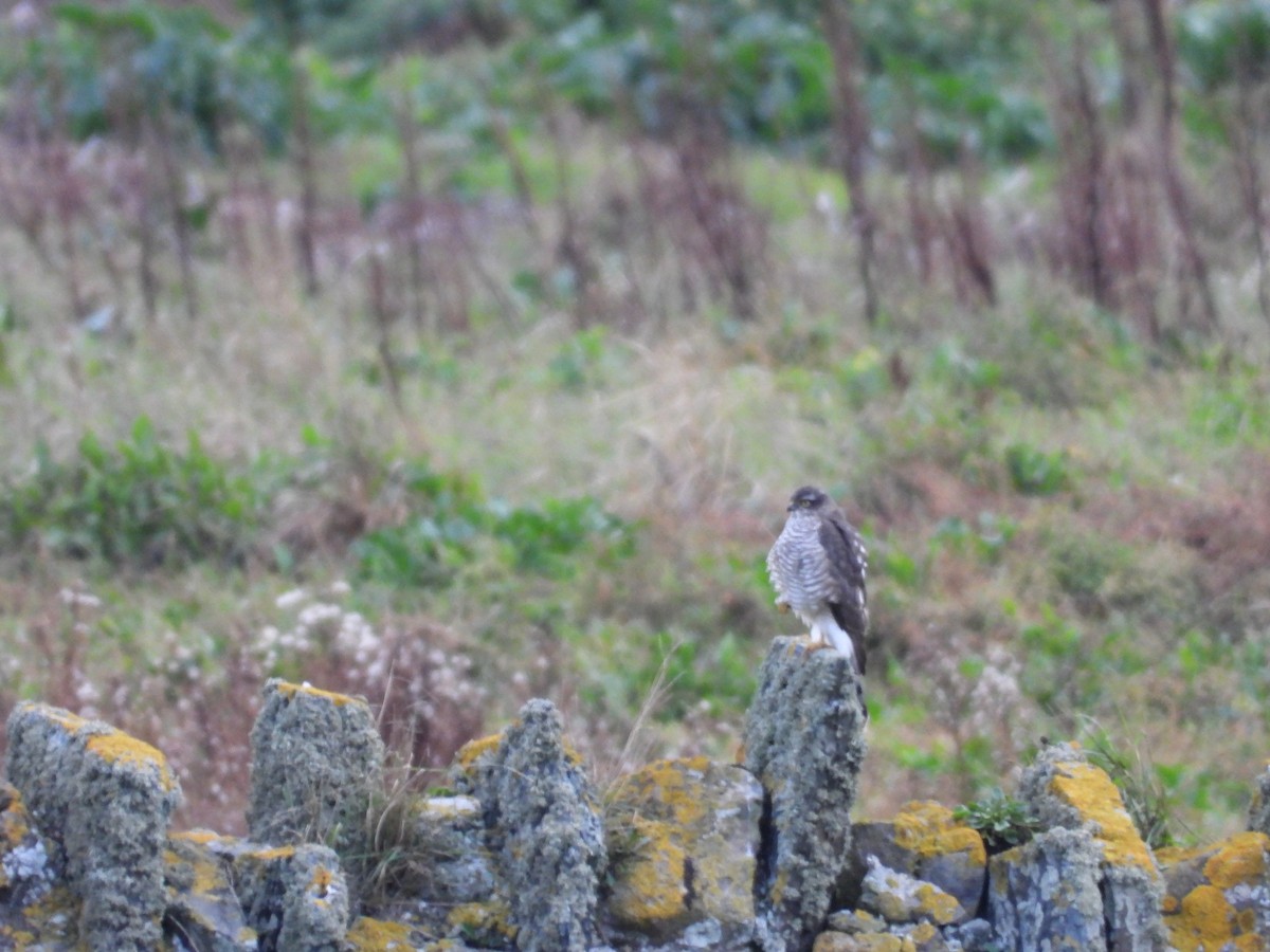 Épervier d'Europe - ML644645158