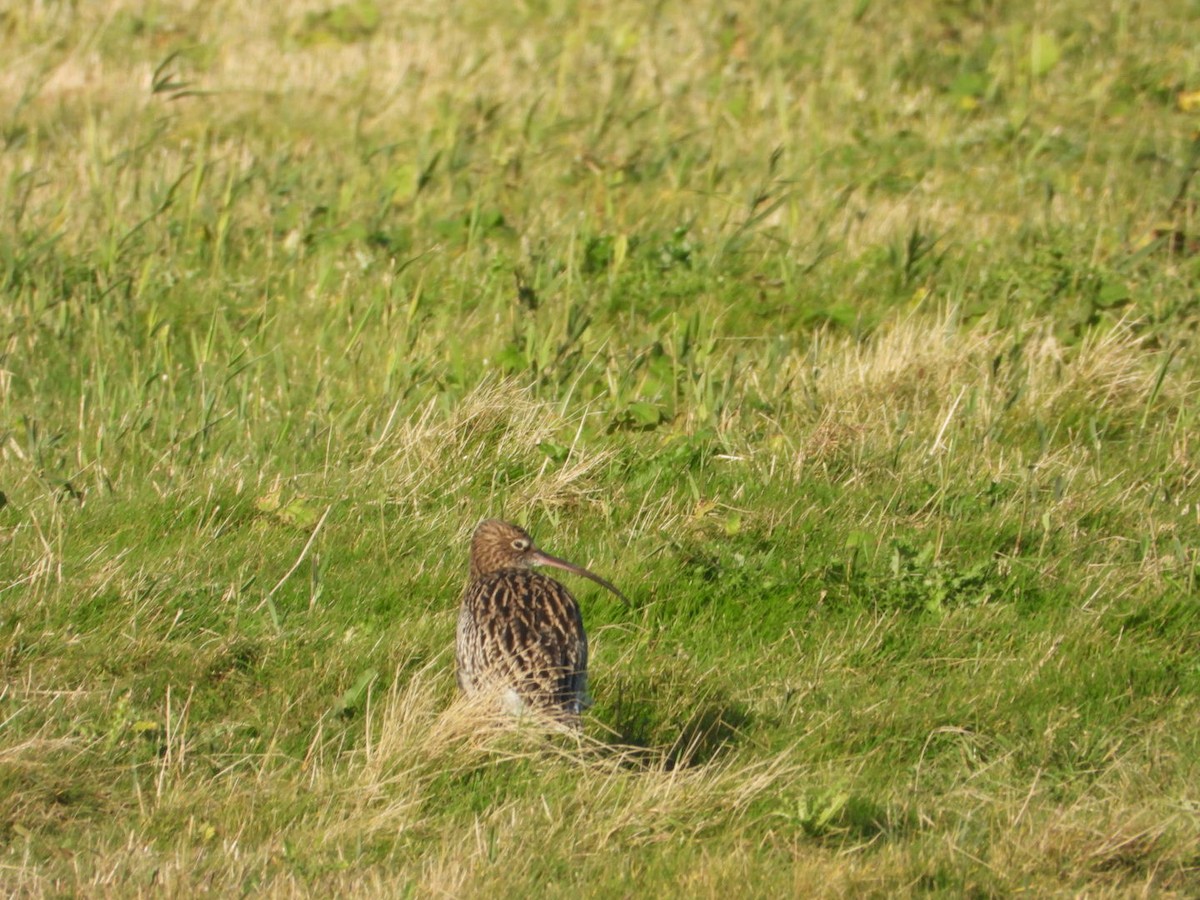 Морин тутгалжин - ML644645167