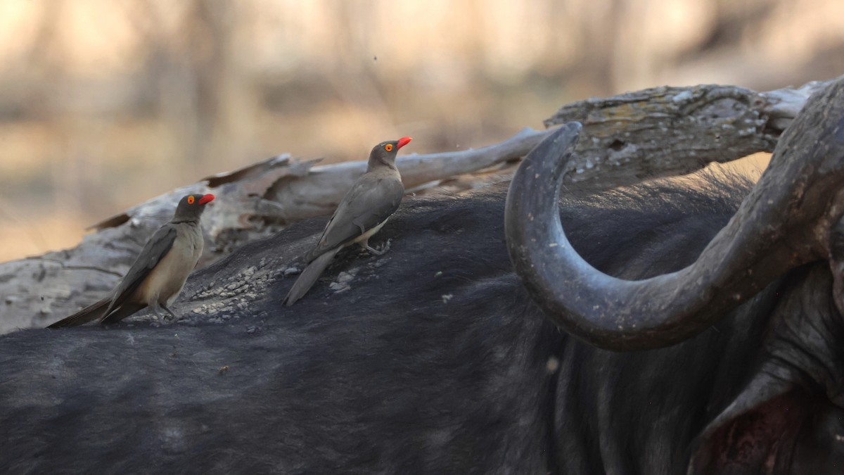 Red-billed Oxpecker - ML644645173