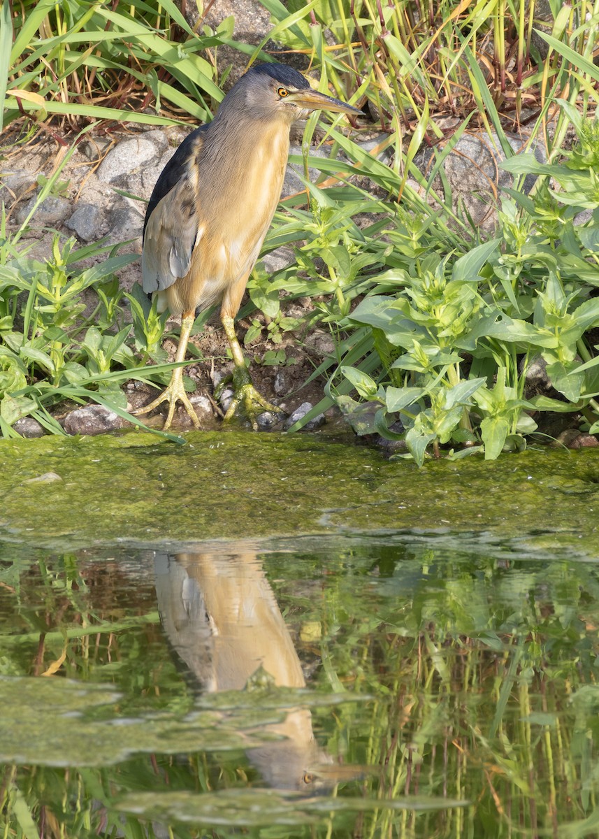 אנפית גמדית (אירואסייתית) - ML644645174