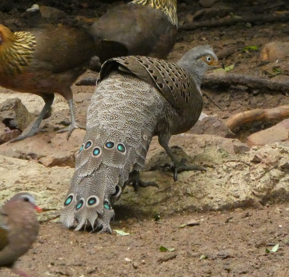 Indochina-Pfaufasan - ML644645185