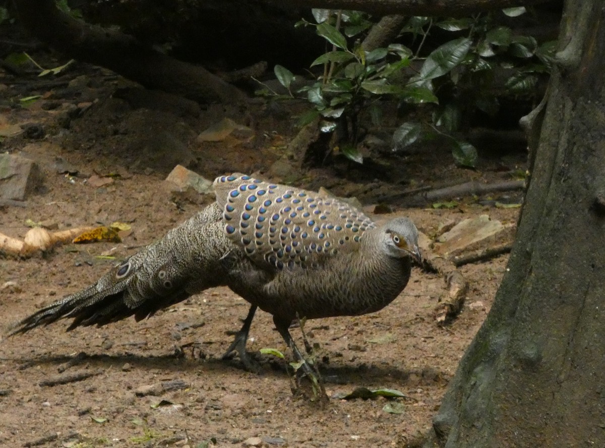 Indochina-Pfaufasan - ML644645186